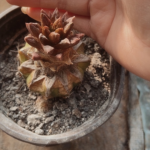 710仙人球清棚特价活动