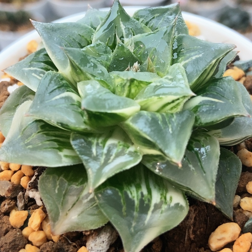 【闪购商品】养****肉魔迪卡锦113