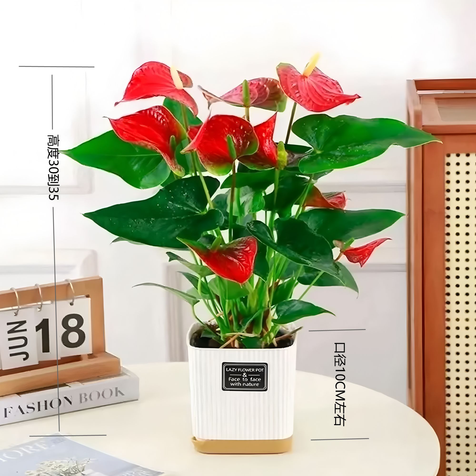 【3-4朵花】红掌盆栽客厅绿植一帆风顺花卉植物室内客厅可水培绿植