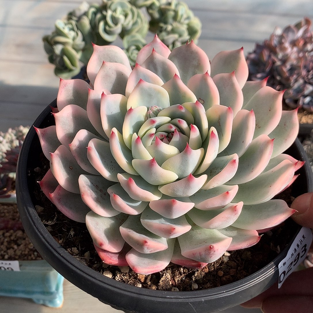 293吉娃娃锦一棵13.5厘米