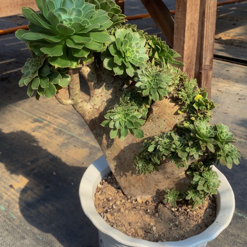 【闪购商品】瑕疵款 03