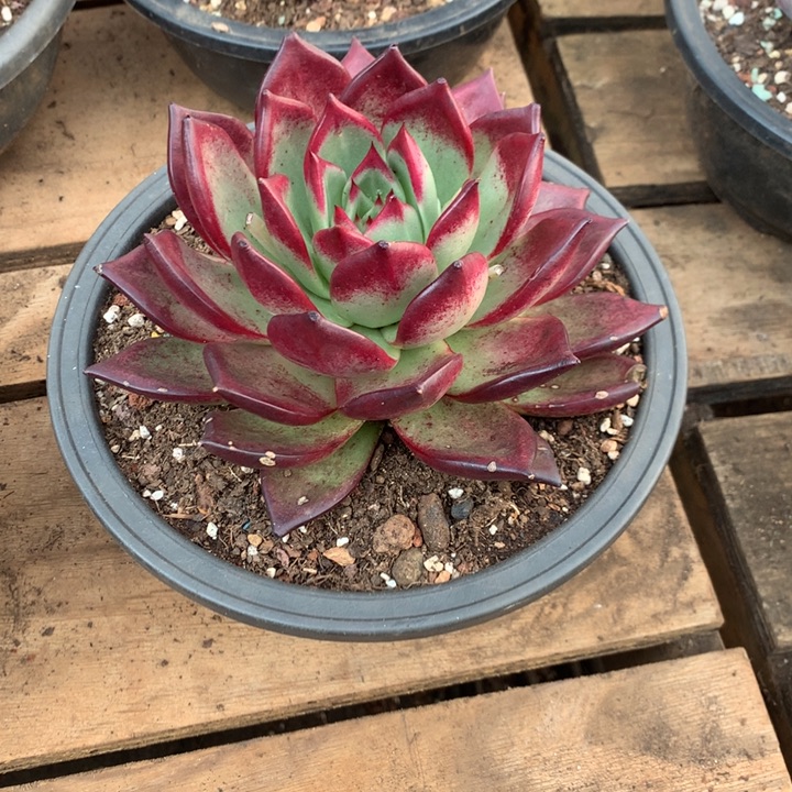 美肉特价活动开始啦