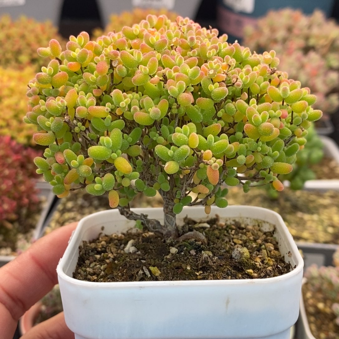 是****127蜜橘糖球 。       