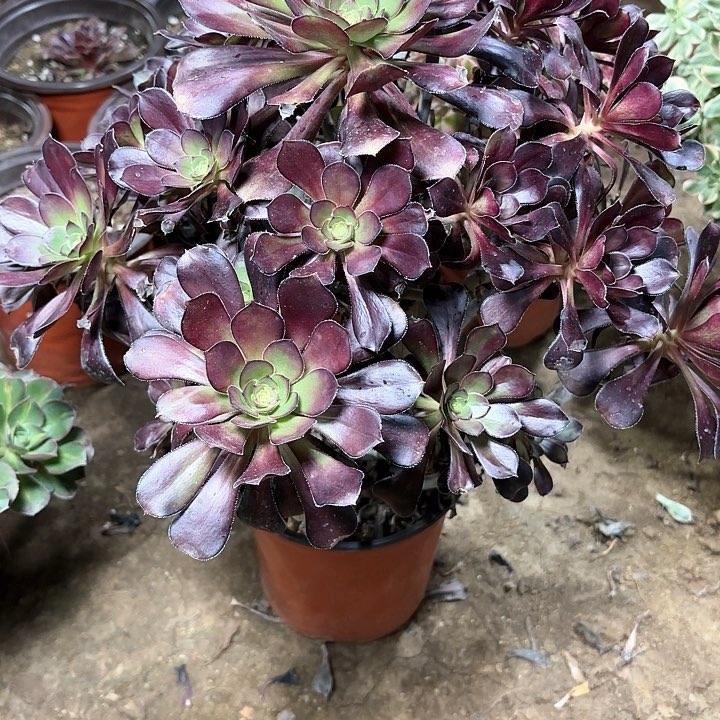 多肉植物黑圆叶4