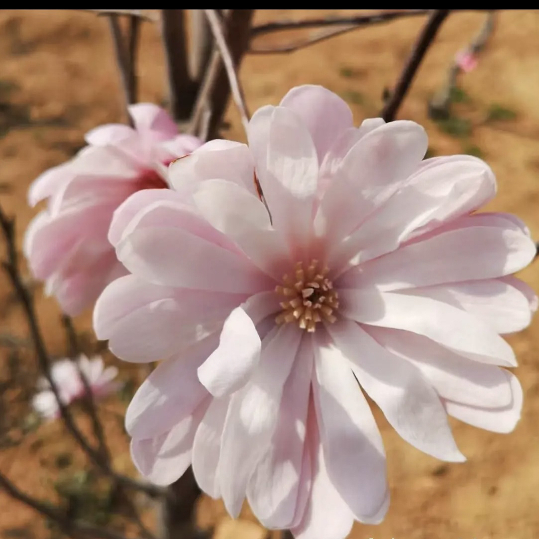星花玉兰新品种三季开花南北方户外种植