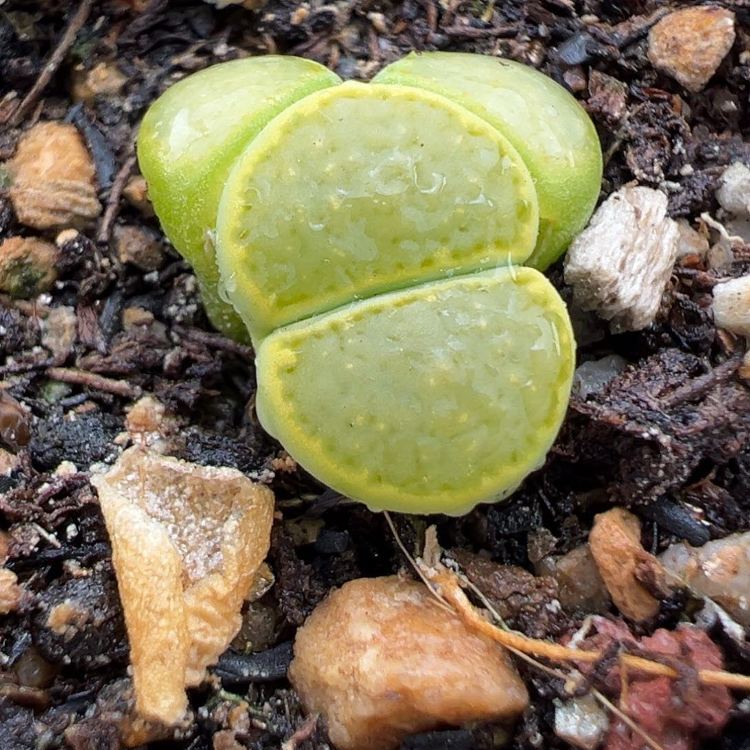 4.14好看的多肉脱脱发货404