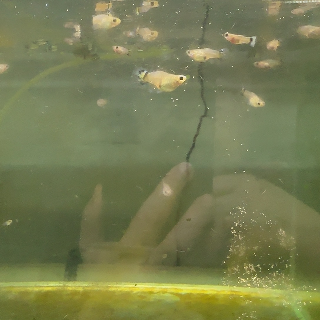 孔雀鱼蓝帽苗10条随机