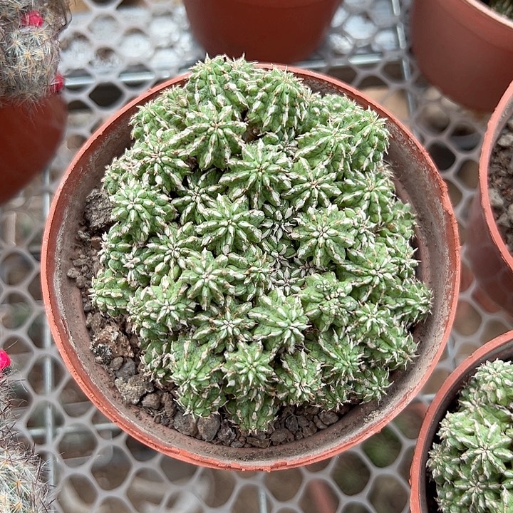 余***6恭喜发财。           