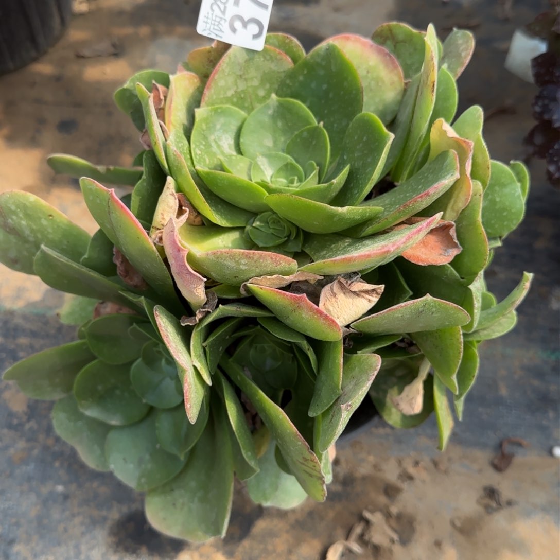 玉龙观音多肉372满28包邮断枝不包