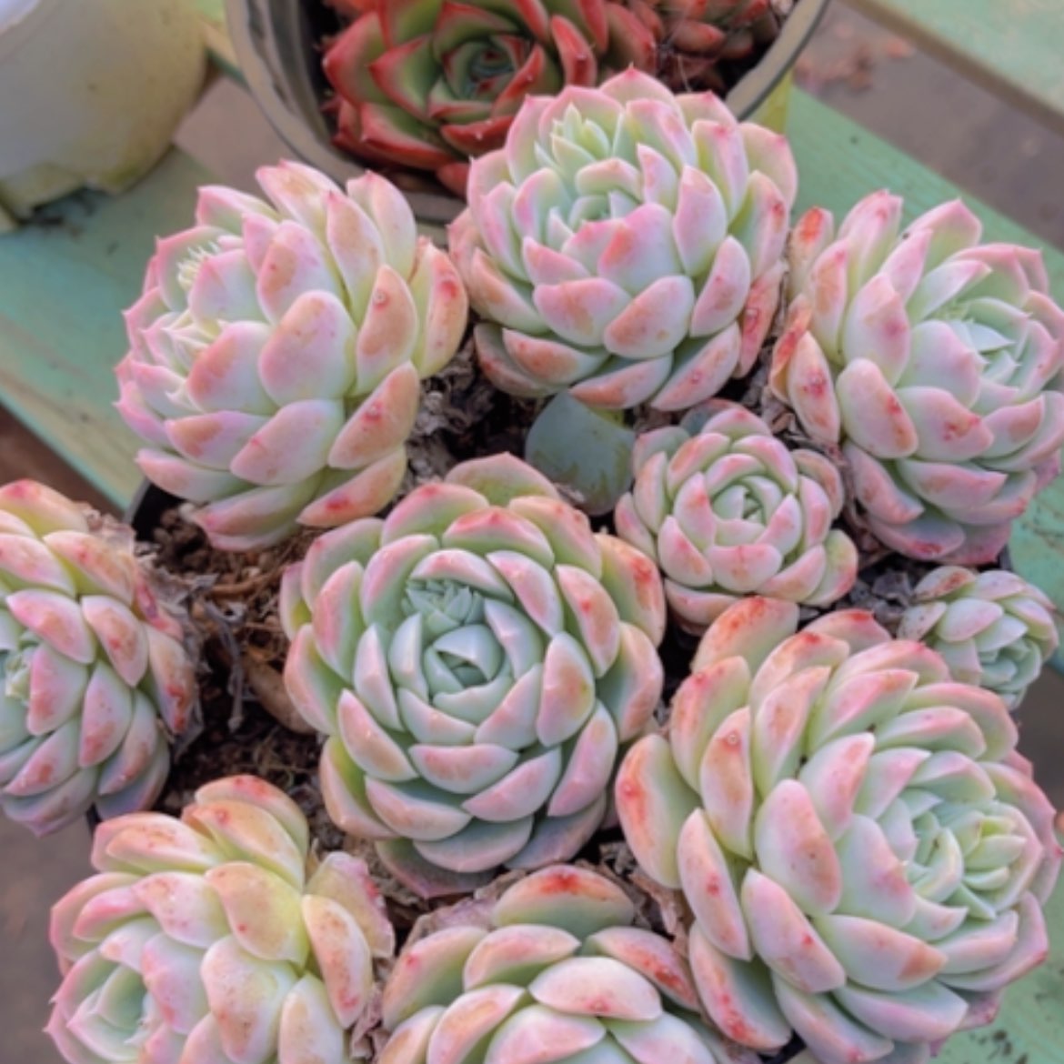 【闪购商品】月影杂07217