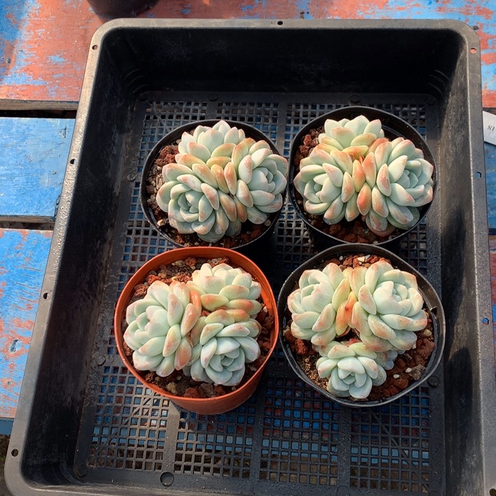 112614四个三头嗯嗯嗯嗯嗯好