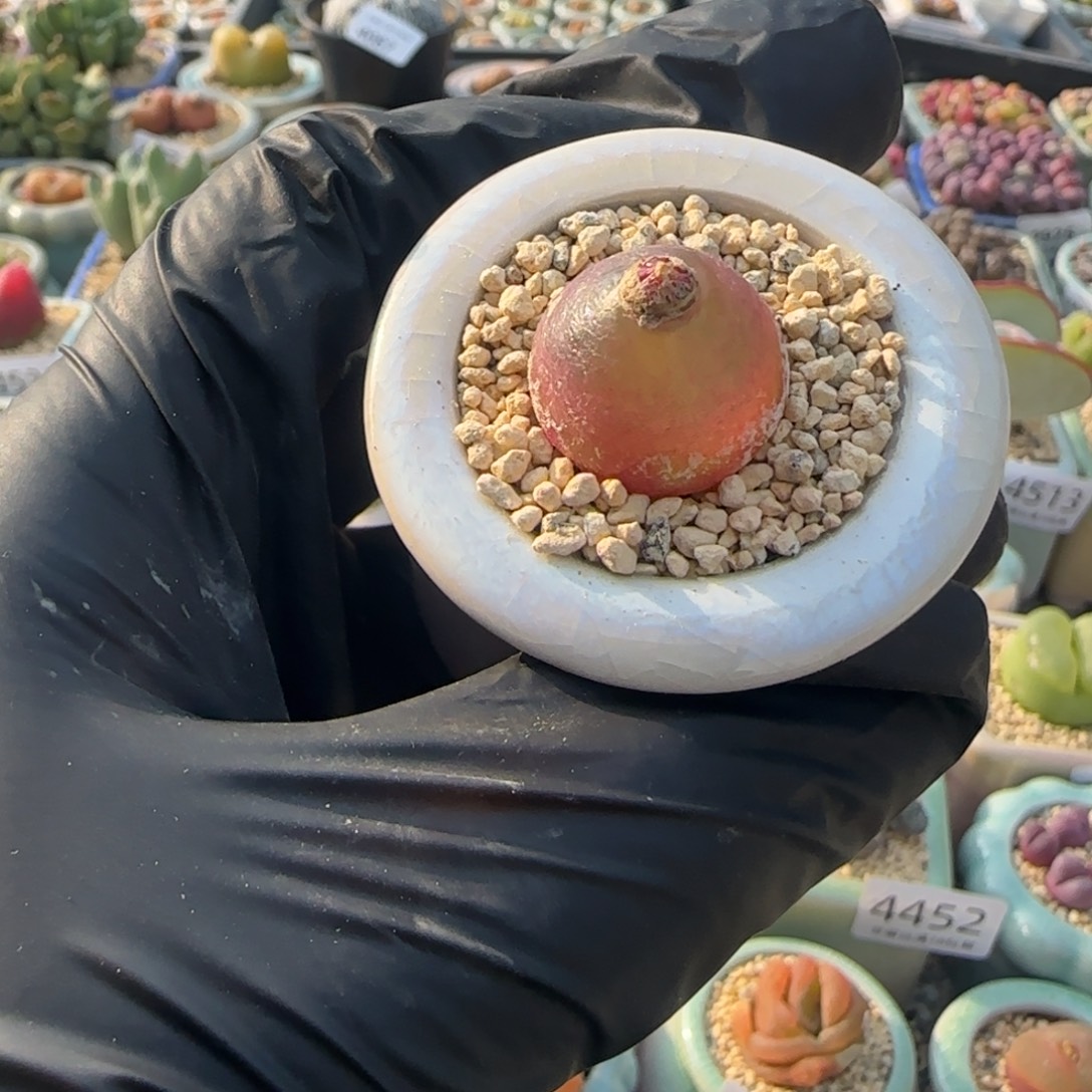 4592-一物一拍 带盆