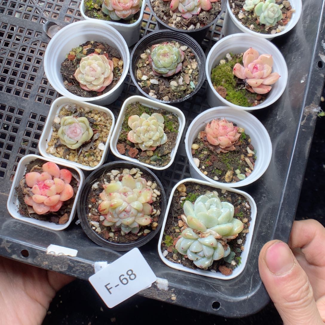 无花朵F68。yyyyyyyy