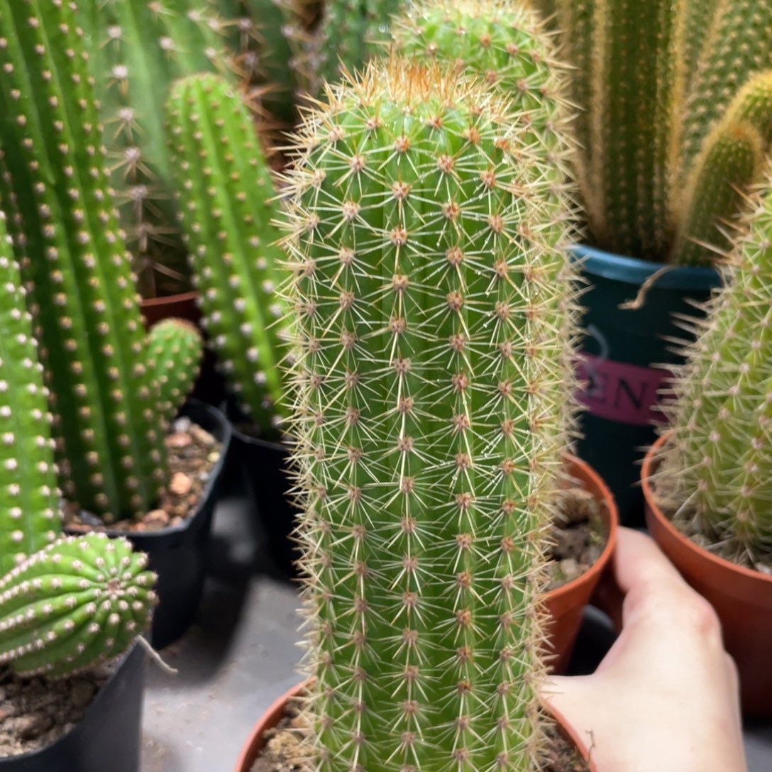 自根时光金妞一杯保15公分