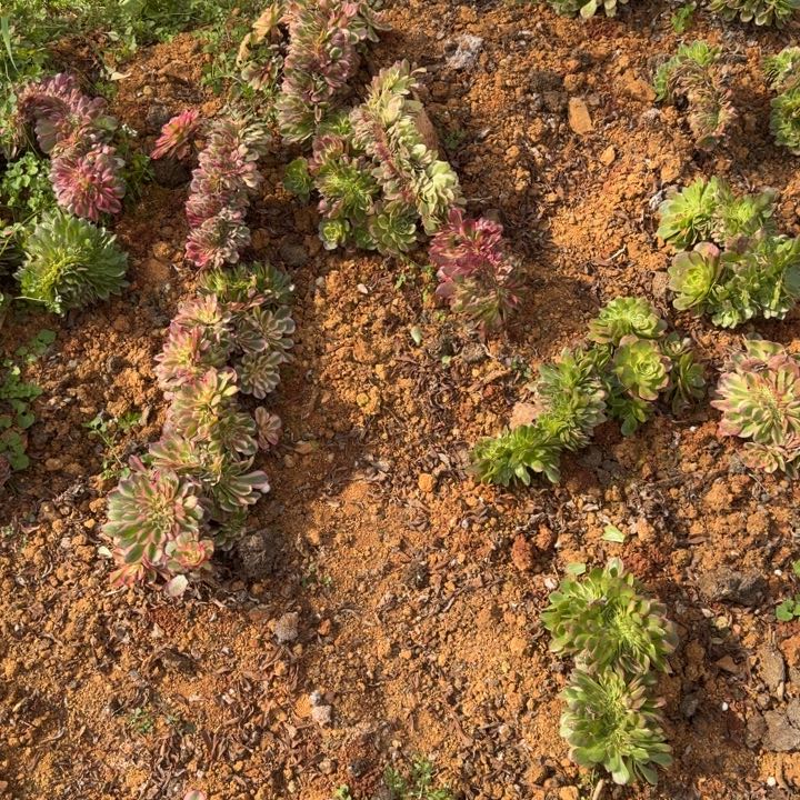 海鲜荔枝缀化啊啊