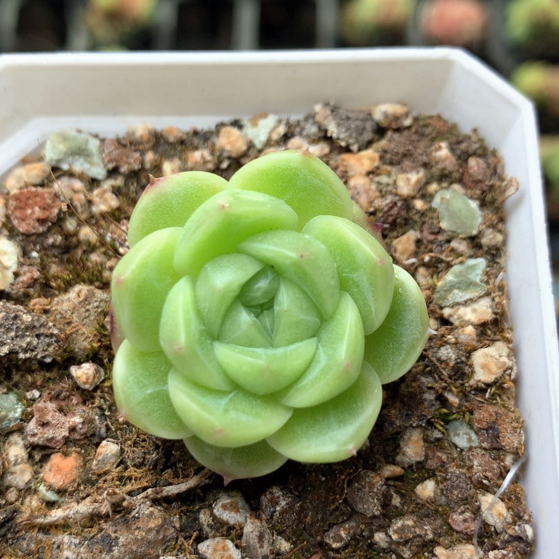 G8，20包邮两天凑单偏远地区不发货