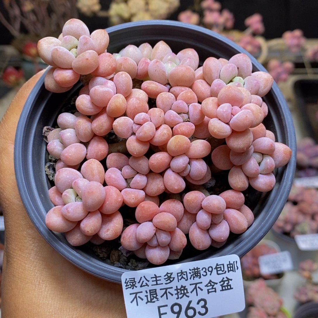963鱼子酱多肉有断枝