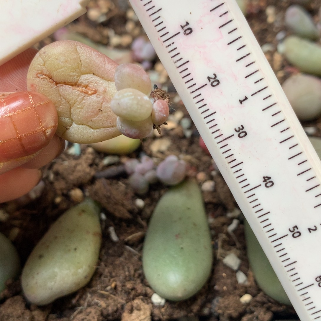 黄油，不满28发叶片一片，到付