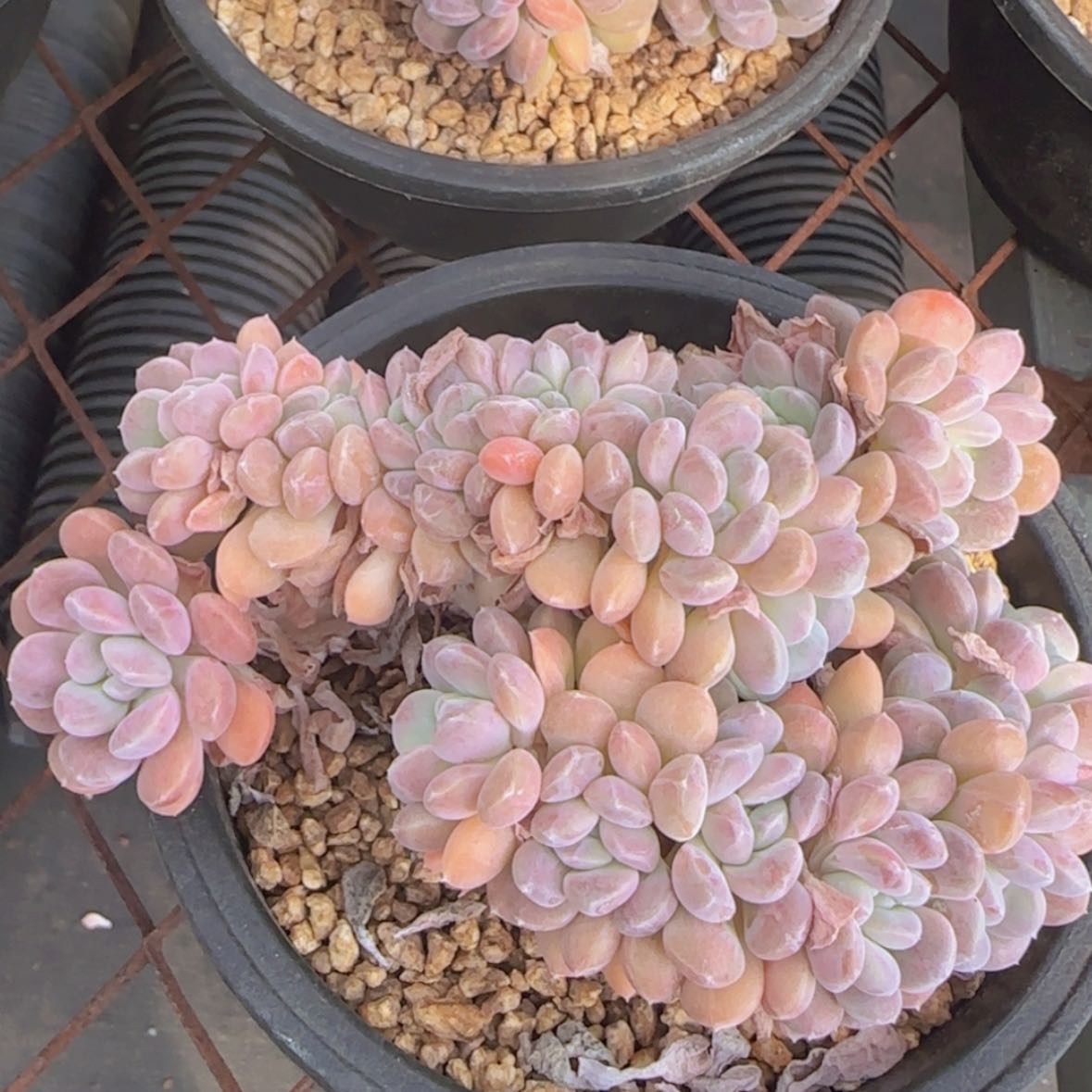 【闪购商品】冰桃缀化88