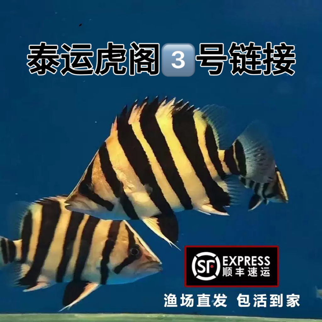 虎鱼竞拍热带观赏鱼直播间3号链接改价 