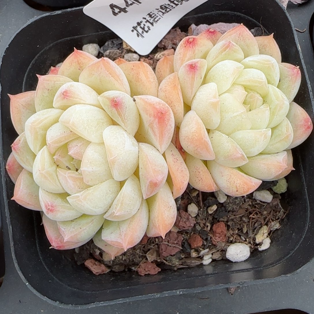 花语逸镜0214-445