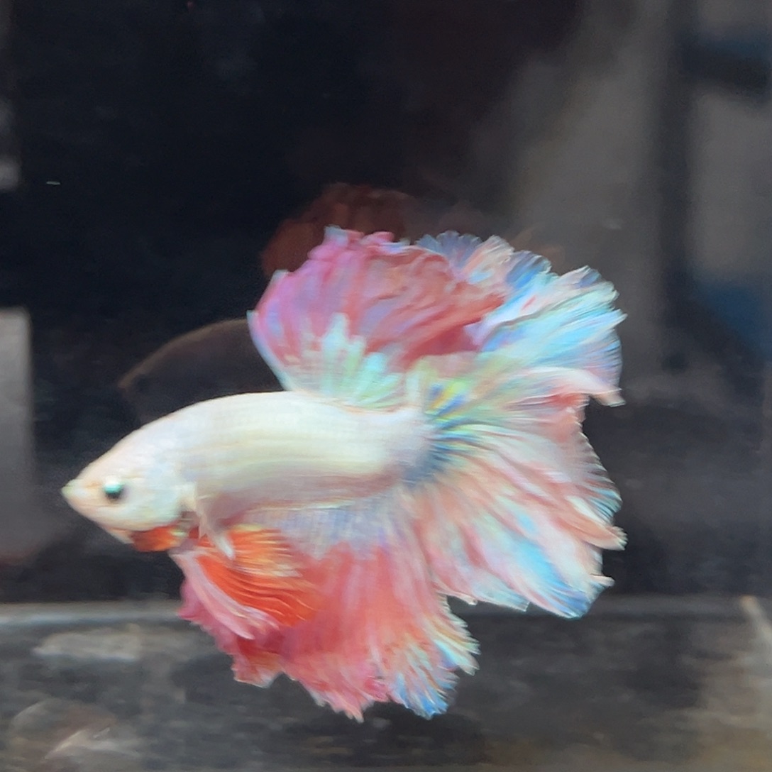 斗鱼8号粉色彩虹大尾巴