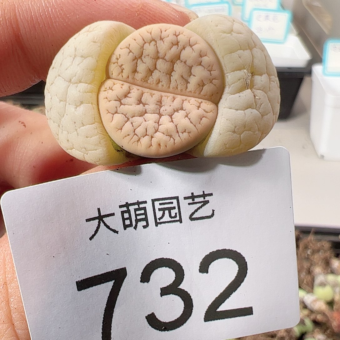 0000732 优选374荒玉一物一拍