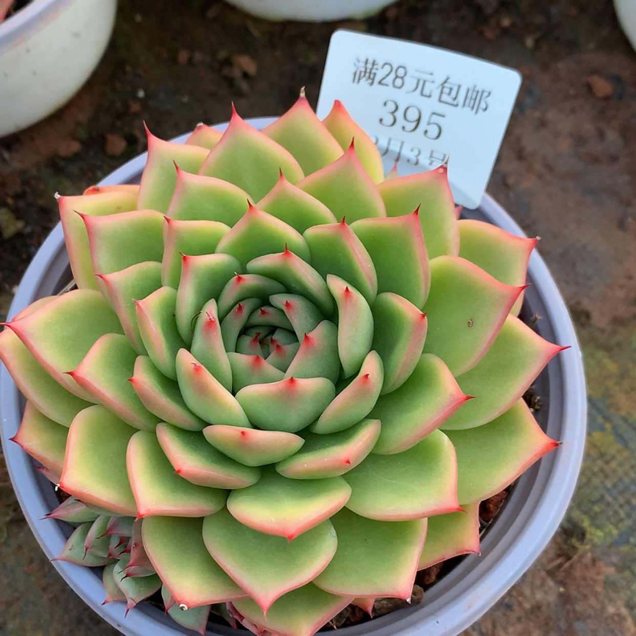 【闪购商品】云395号