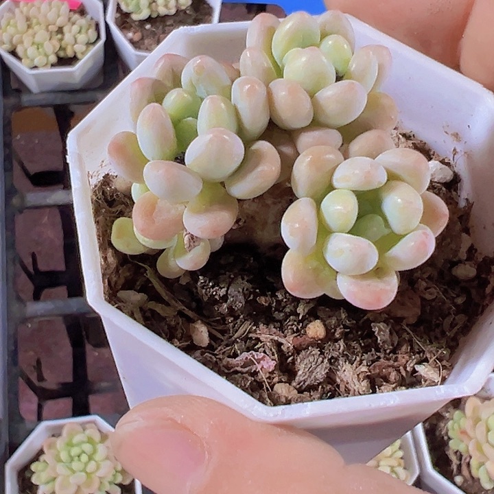 洛可可精品多肉植物