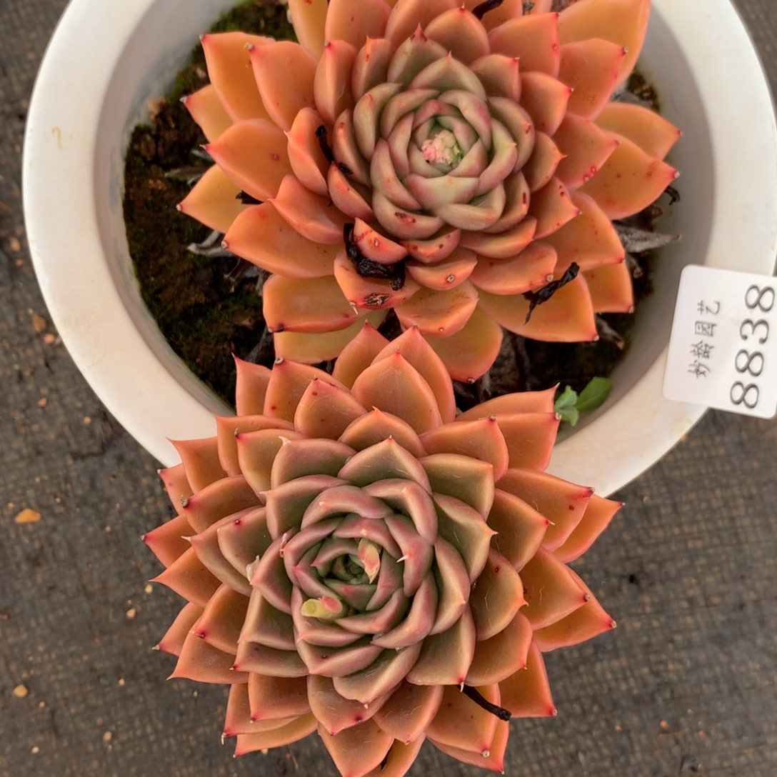 8838杂交多肉老桩