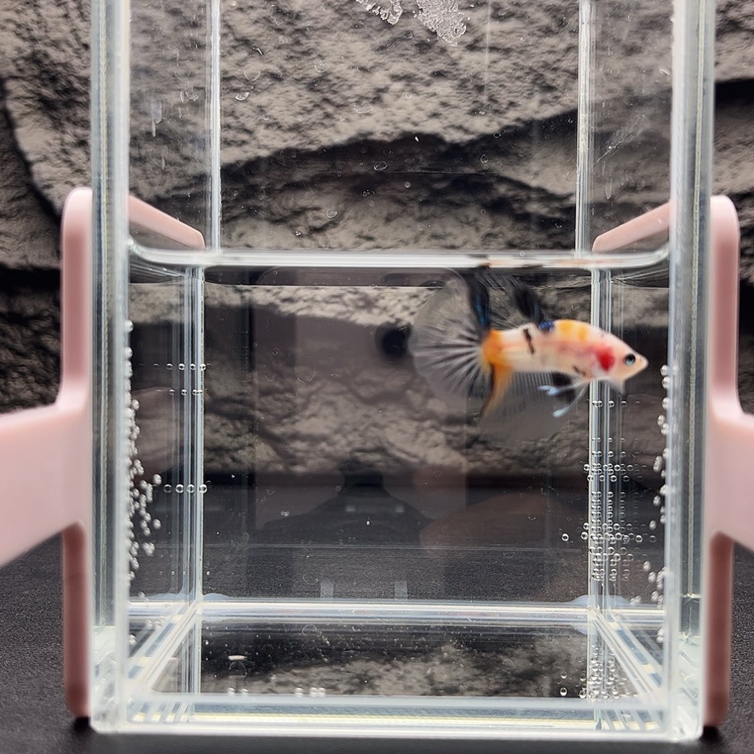 海水鱼宙斯斗鱼竞拍精品场12-21