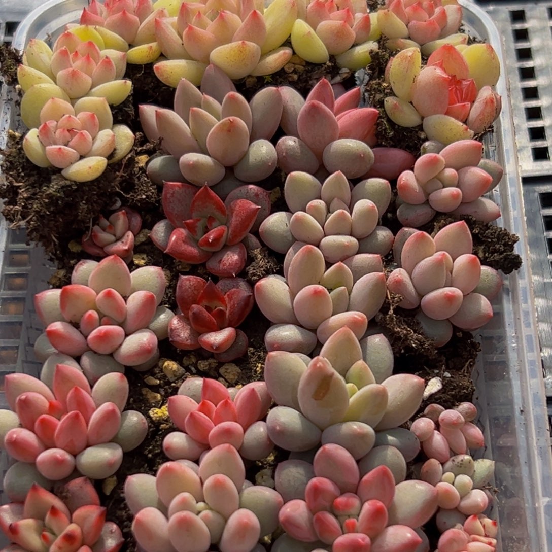 358多肉都不敢碰啊喂喂喂