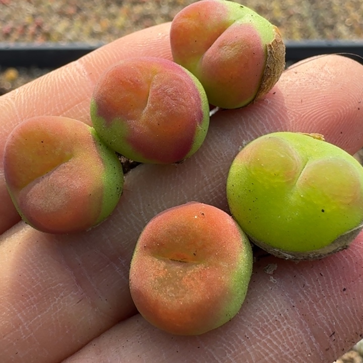 193五颗水蜜桃1430.5福利出