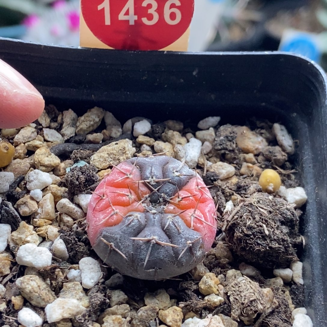 实生上腊怪龙丸锦2.2cm