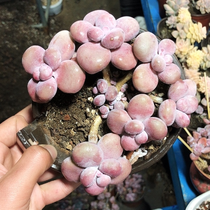 腰子桃蛋平头老桩多肉植物