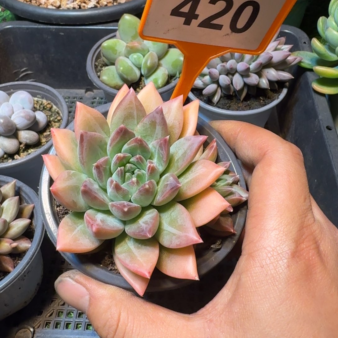 多肉植物彩翼美人420