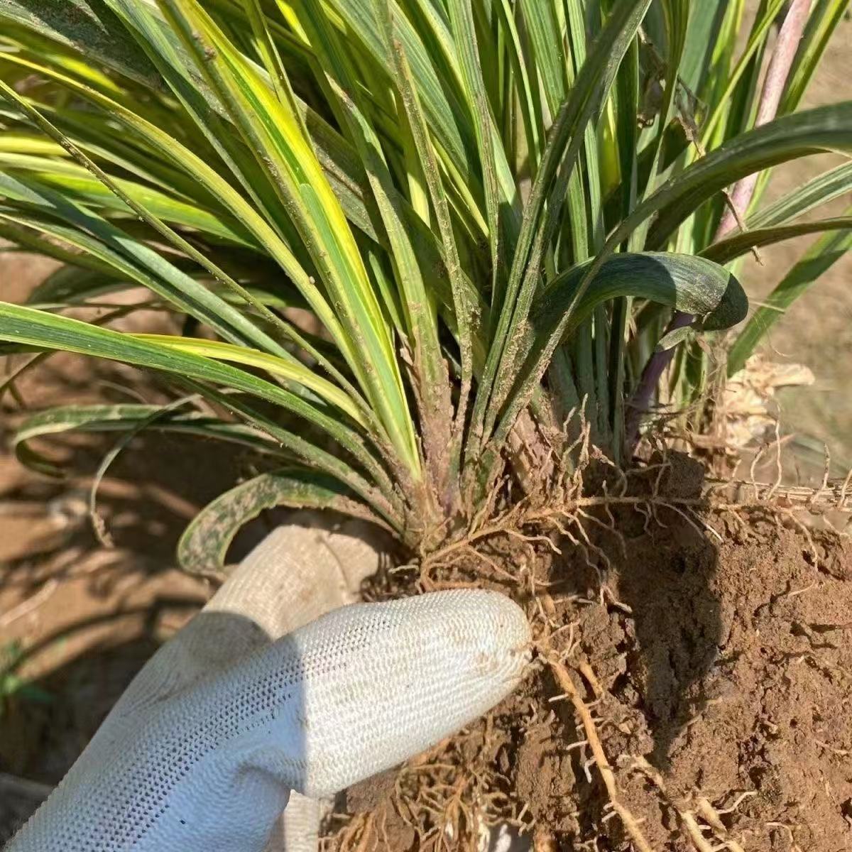 金边麦冬草庭院植物 地被植物30cm以内