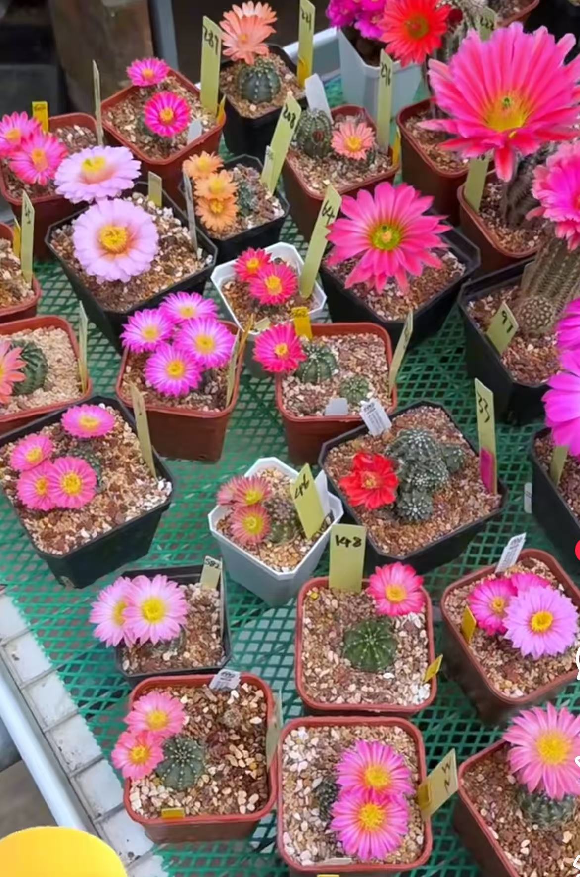 满十八包邮【明石丸仙人球3-4公分】