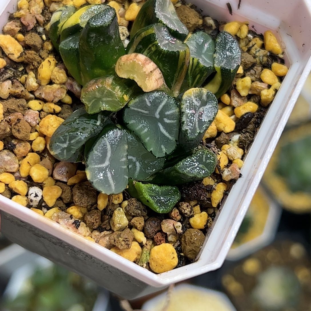 白妙实生锦十二卷多肉植物