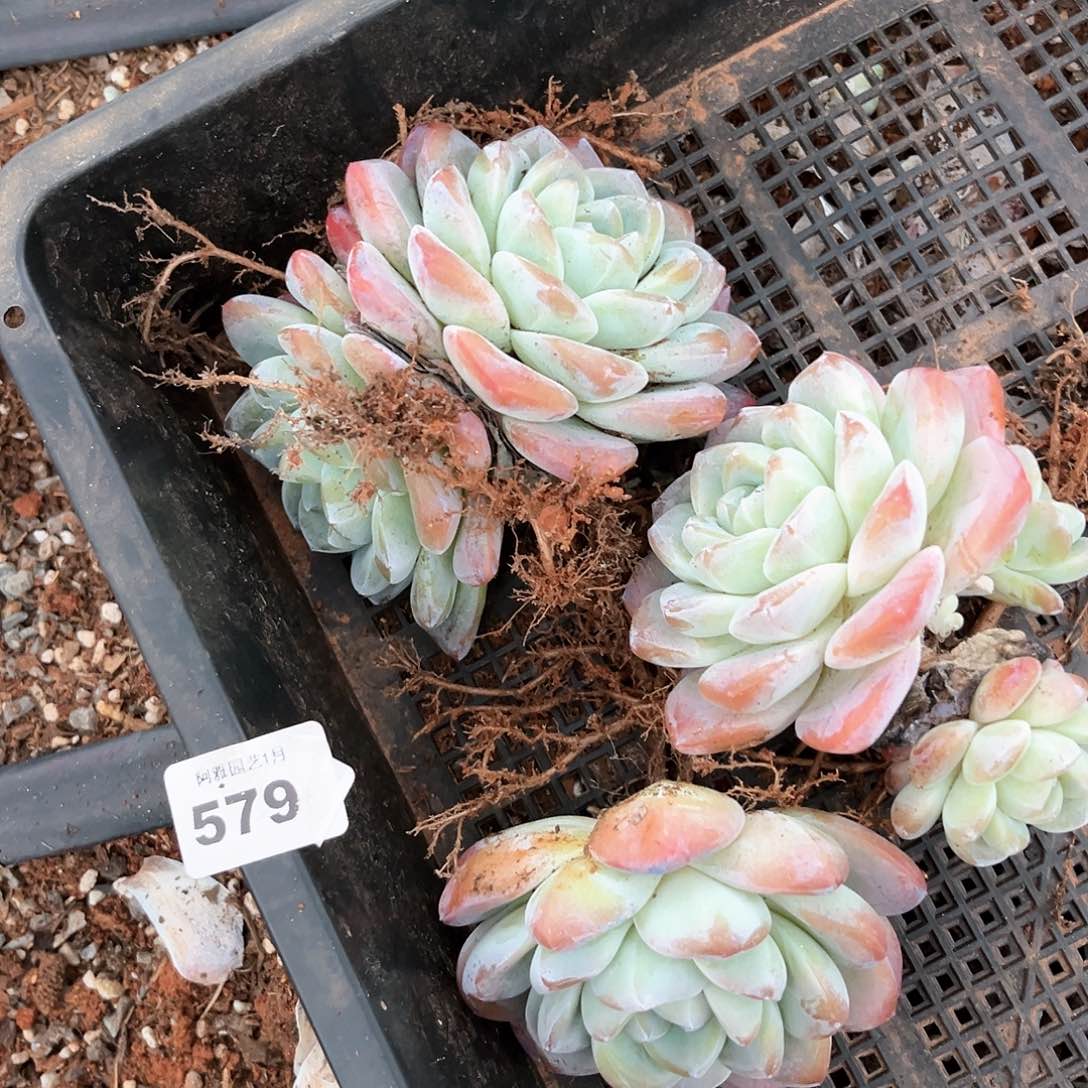 阿雅园艺。        带桩579