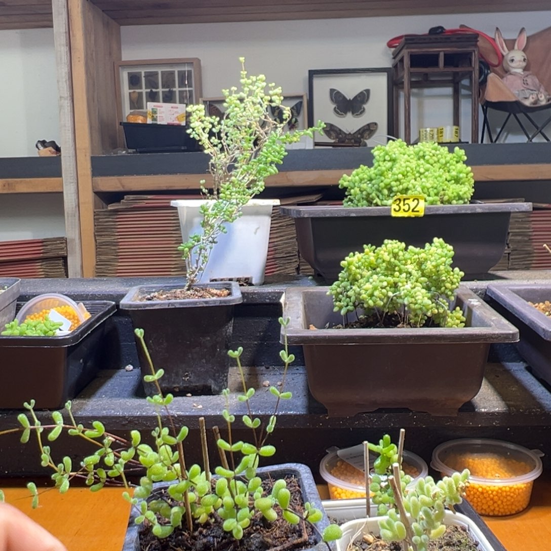 枝干番杏多肉植物435