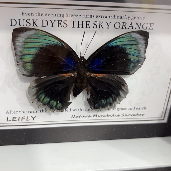 心***蝴蝶标本定制044@