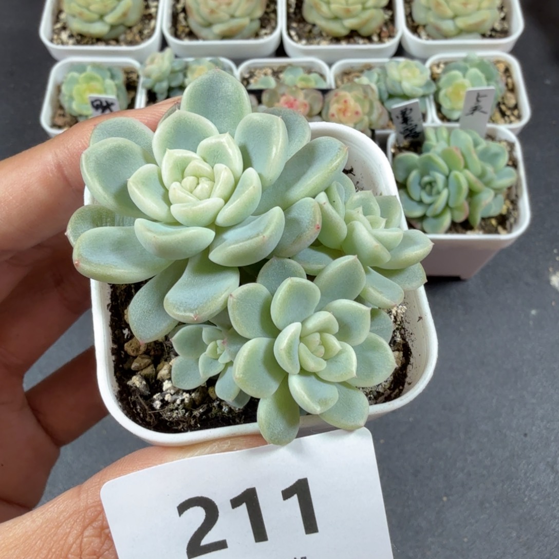 甜心竹马四头一物一拍211