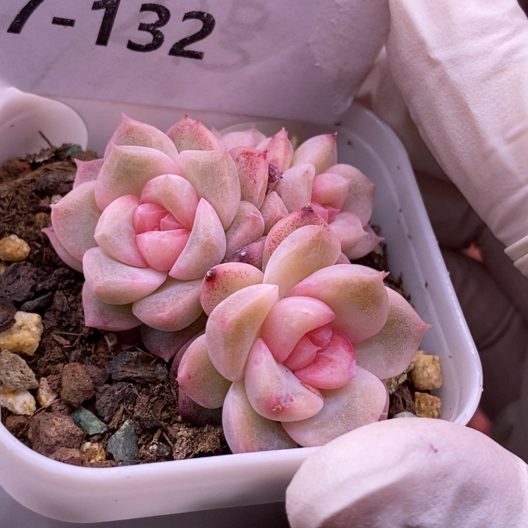 【闪购商品】17-132