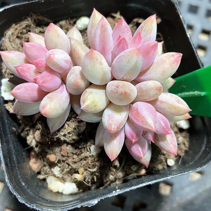 多肉植物虞美人854