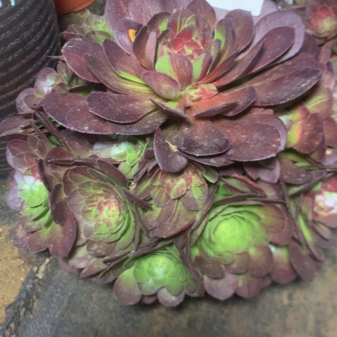 502花月夜多肉植物