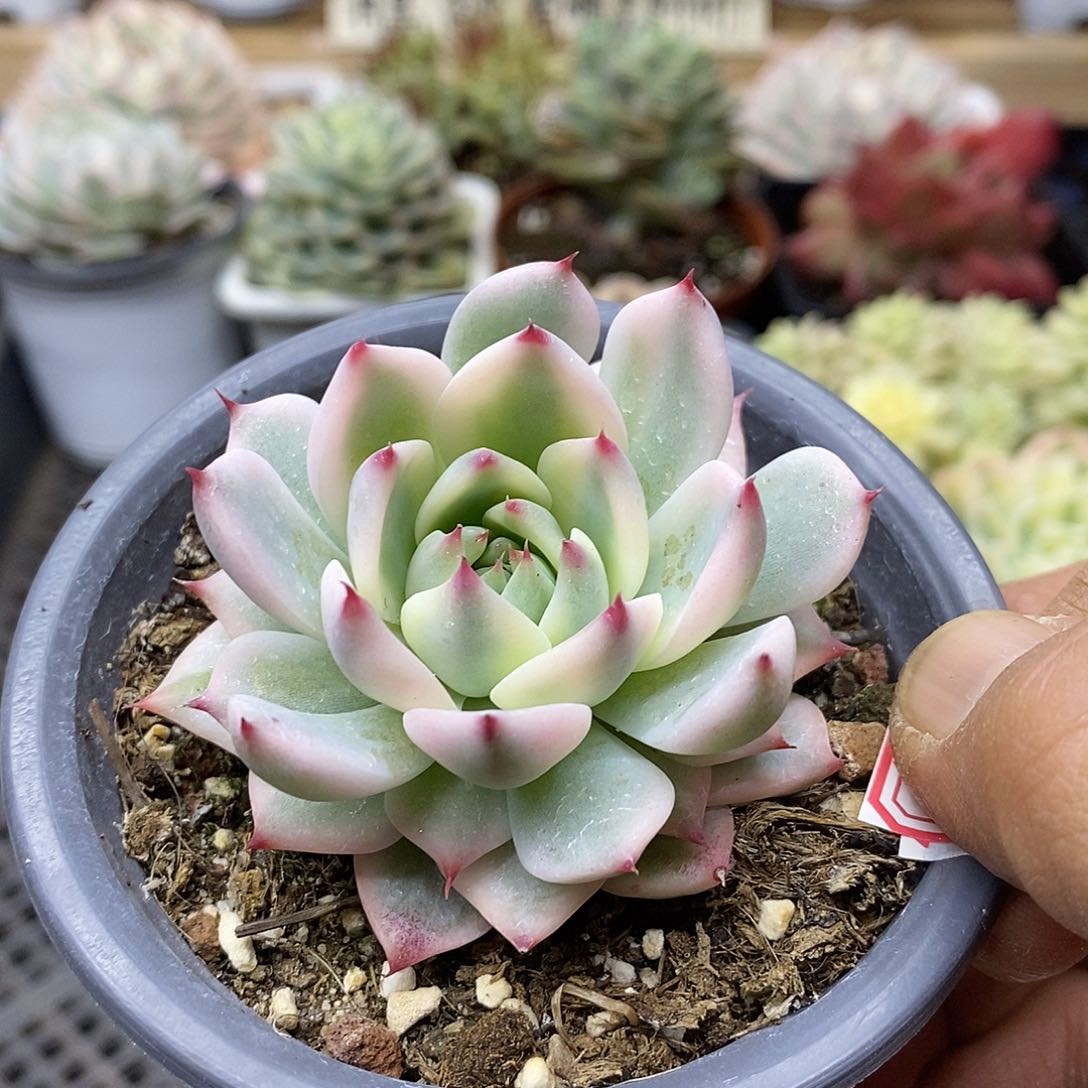 1977 小吉娃娃覆轮锦