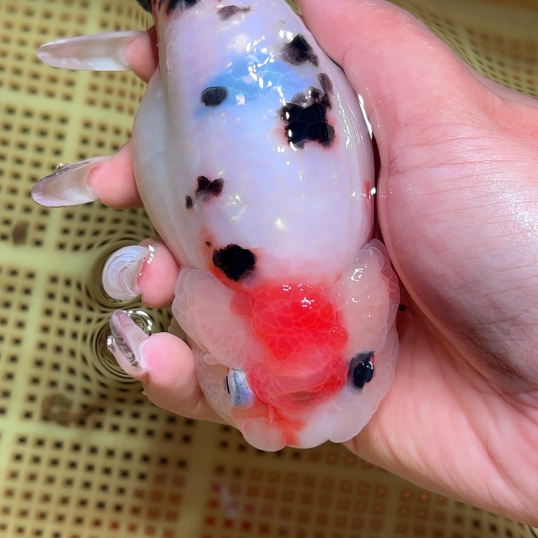 飞***翔金鱼拍包装包装，不拍包装运费到付