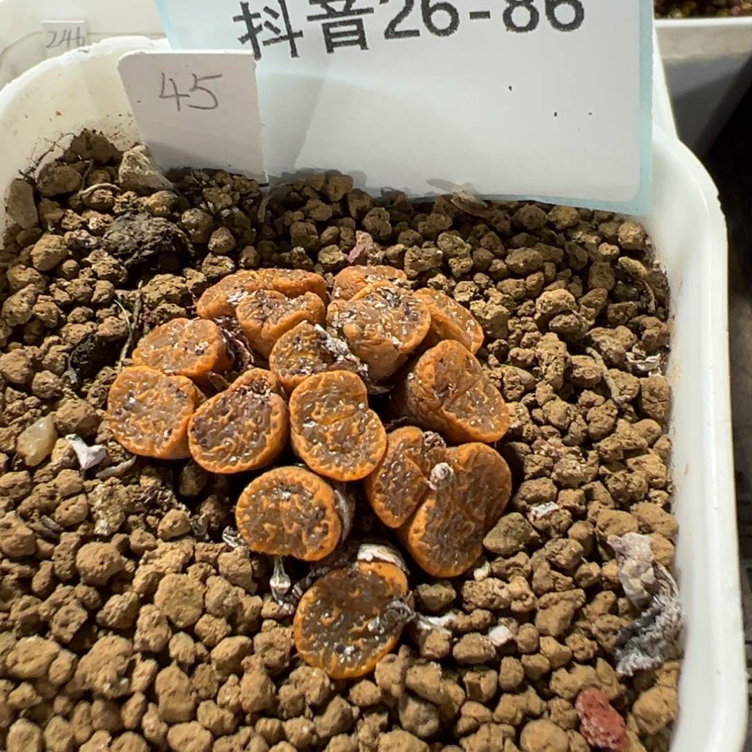 26-86k勋多肉植物