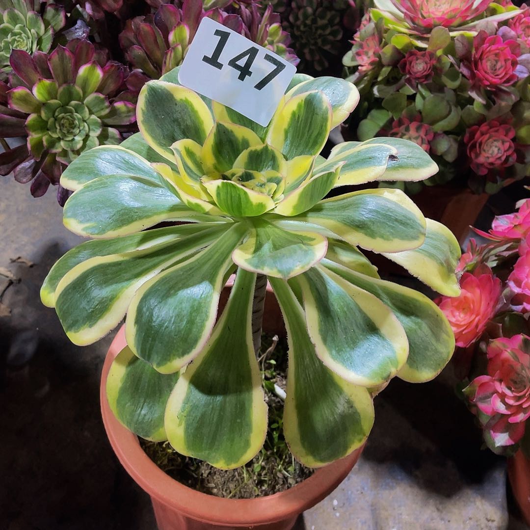 燕子147拖土发货